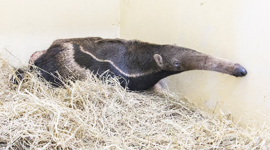 tamandua