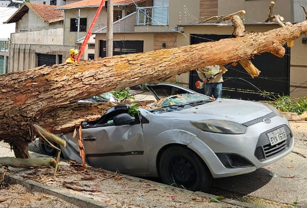 Queda de árvore destrói carro