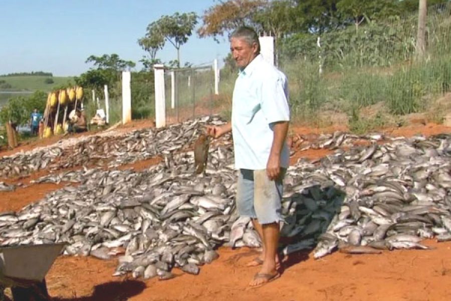 Peixes-Furnas-Sindijori