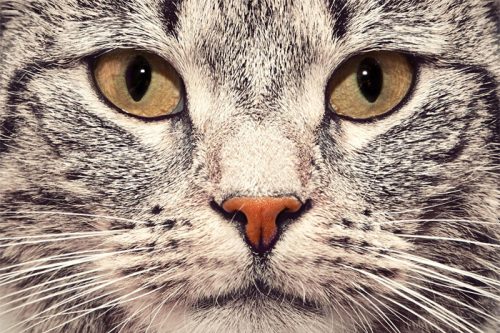 gato_25