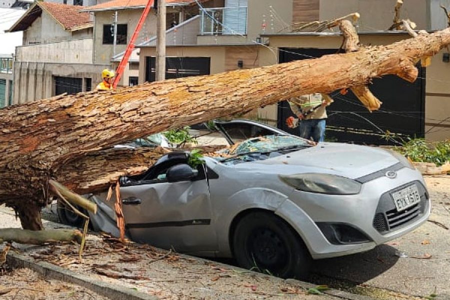 Queda de árvore destrói carro